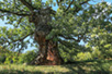 Oak tree in the village of Divlјana near Bela Palanka (Photo: Stanko Kostić)